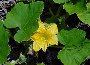 Feuille de potiron au coco