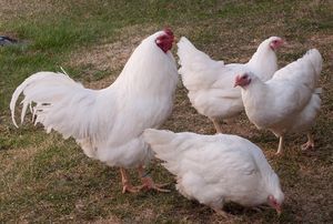 Chantecler lance “Vita Malagasy” sur le marché malgache
