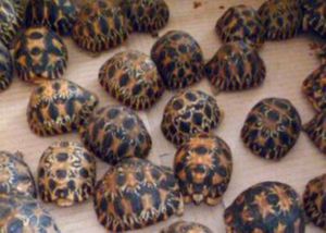 771 bébés tortues saisis à l'aéroport d'Ivato