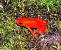 55 espèces d'amphibiens menacées d'extinction dans la Grande Ile