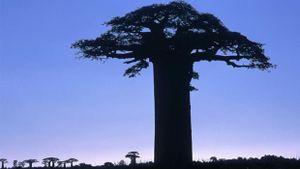 Le phénomène el Nino affectera la saison de pluie à Madagascar.