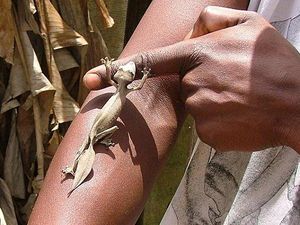 Conservation International: Des guides de poche pour les reptiles