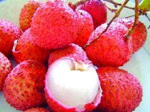 Exportation des litchis : des quantités plus mesurées