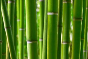 Les vertus alimentaires des pousses de bambou