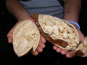 L'huile de baobab: Quel potentiel en agroalimentaire ?
