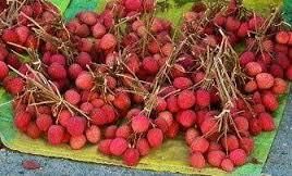 Exportation de litchis : Deux bateaux partis pour l’Europe