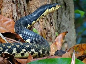 Les trois bizarreries...: Du boa de Madagascar !