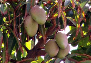 Confiture de mangue