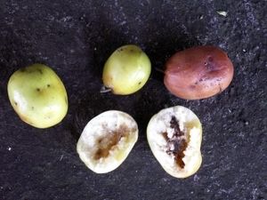 Confiture de jujubes