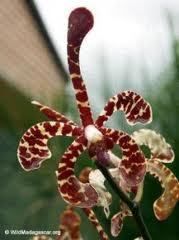 Menaces sur les orchidées: La culture sous ombrière pour les sauver