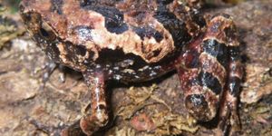 2 nouvelles espèces de grenouilles découvertes à Madagascar