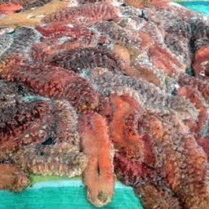 Concombre de mer : Les braconniers se ruent à Mahambo