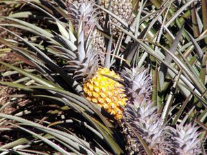 Confiture d’ananas
