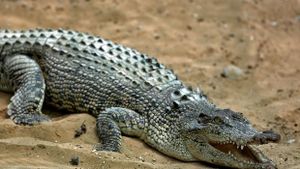 Attaques de crocodile dans le Nord-Ouest de Madagascar