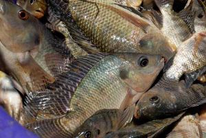 Tilapia de Madagascar
