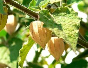 Confiture de physalis