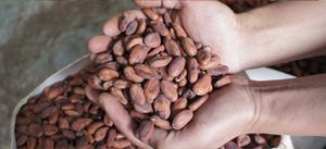 Cours du cacao – Au plus haut