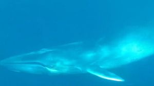 Un groupe de baleines très rares repéré au large de l’île