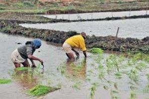 Madagascar – Japon: Un don de 30 millions USD pour réhabiliter le périmètre à Alaotra