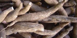 Des sacs en plastique faits à partir de manioc