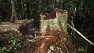 120 tonnes de bois précieux bloquées