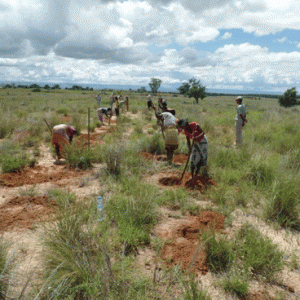 Madagascar Oil : Création des AGR via un reboisement