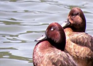 Protection des oiseaux en danger d’extinction – Un fonds de 6,7 millions de dollars pour l’Aze