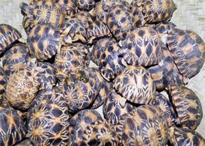 Maurice: 130 tortues malgaches saisies à l'aéroport de Plaisance