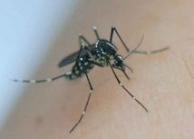 Madagascar touché par le virus Zika