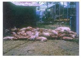 Antanambao Manampotsy – La peste porcine fait des ravages