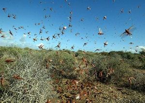 Lutte antiacridienne – L’incompétence de la Fao, plus que flagrante