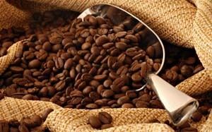 Caféiers sauvages – Des richesses à préserver pour la Grande île