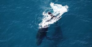 Les baleines à l’honneur