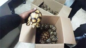 Ivato – Cent dix-neuf tortues saisies