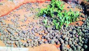Tsihombe – Près de trois mille tortues relâchées