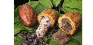 Cacao – KKO International prospecte à Madagascar