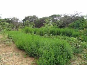 Artemisia annua : un traitement naturel contre le paludisme !