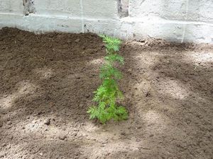 Artemisia annua : un traitement naturel contre le paludisme !