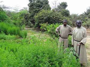 Artemisia annua : un traitement naturel contre le paludisme !