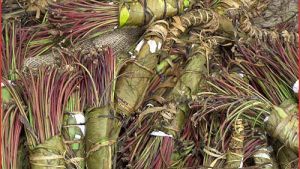 Série Madagascar: la consommation de khat sur la grande île (volet 4)