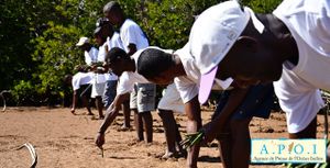 Journée mondiale de la mangrove célébrée à Morondava