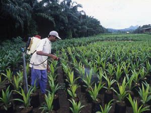 Augmentation de la plantation de palmiers à huile – Sans effet néfaste à la forêt