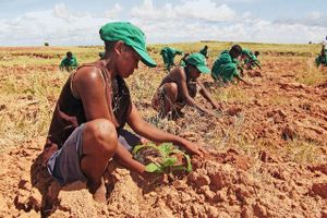 Le pari fou d'un agronome suisse à Madagascar