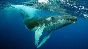 Madagascar: les baleines à bosse
