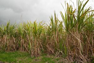 Filière éthanol – Nécessite absolue d’une loi sur « le toaka gasy »