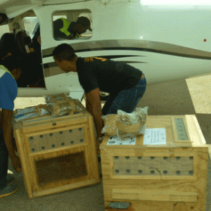 Biodiversité : Deux varis roux débarquent à Madagascar pour sauver l’espèce