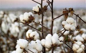Coton – Chute vertigineuse de la production