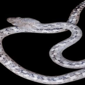 Découverte du serpent fantôme à Madagascar