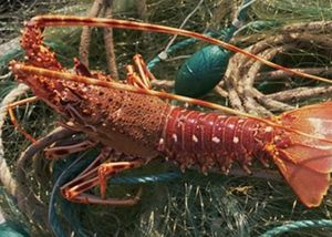 Langouste – Menace sur la filière