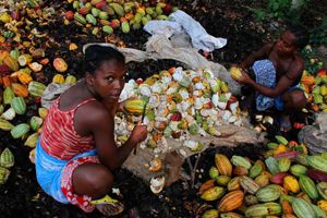 Cacao et vanille – Des grosses pointures soutiennent nos agriculteurs
